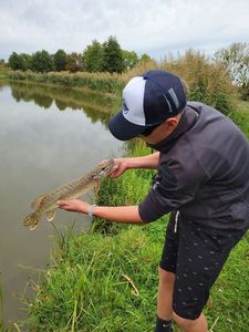 Northern Pike