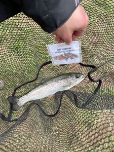 Rainbow Trout