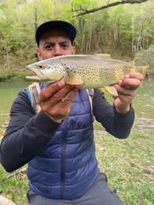 Brown Trout