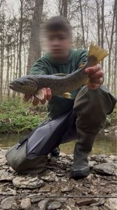 Brown Trout