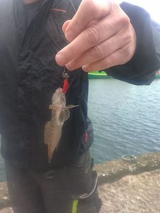 Giant Goby