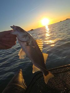 European Bass (Seabass)