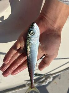 Mackerel