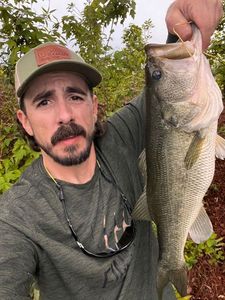 Largemouth Bass