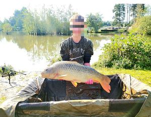 Common Carp