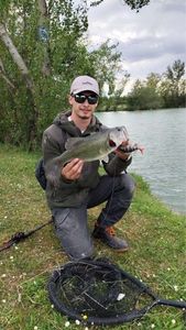 Largemouth Bass
