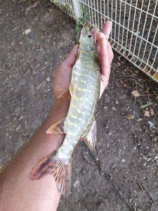 Northern Pike