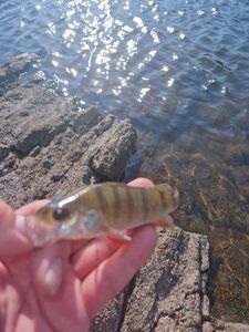 European Perch