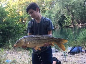 Common Carp