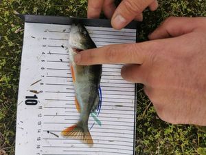 European Perch