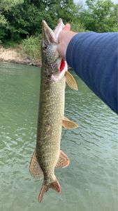 Northern Pike