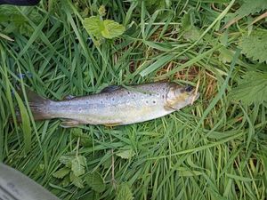 Brown Trout