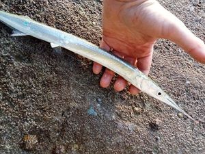 Garfish