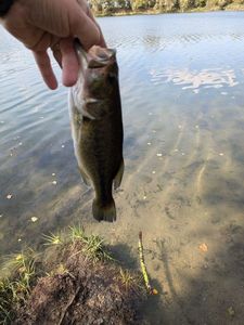 Largemouth Bass