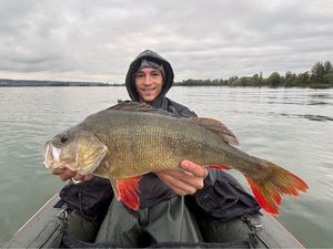 European Perch