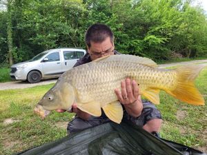 Common Carp