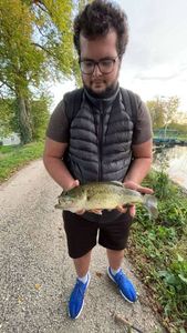 Largemouth Bass