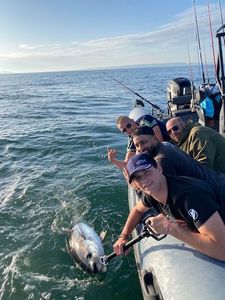 Bluefin Tuna