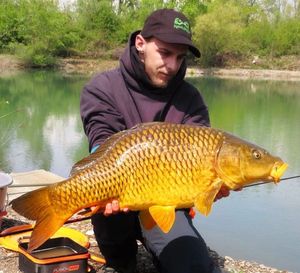 Common Carp