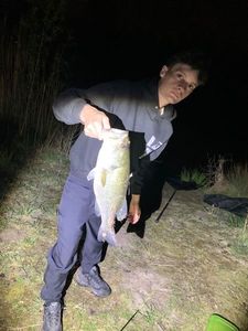 Largemouth Bass