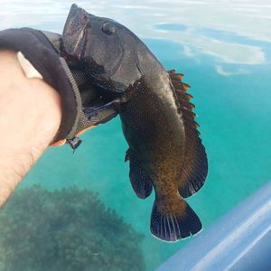 Peacock Grouper