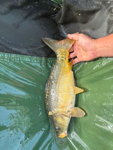 Mirror Carp