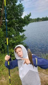 Green Sunfish