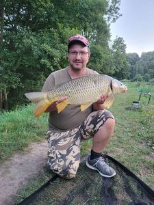 Common Carp