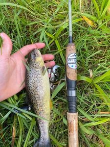 Brown Trout