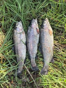 Rainbow Trout