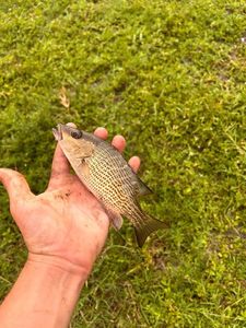 Mangrove Red Snapper