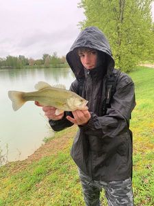 Largemouth Bass