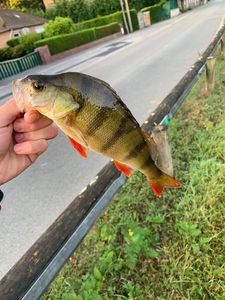 European Perch
