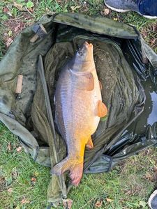 Mirror Carp