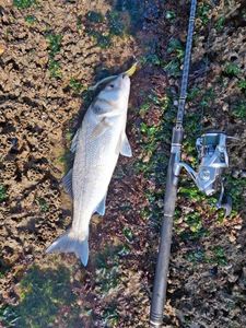 European Bass (Seabass)