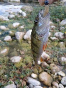 European Perch