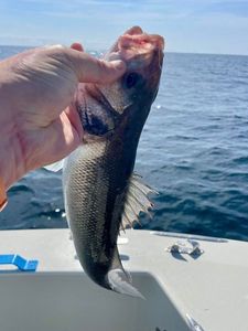 European Bass (Seabass)