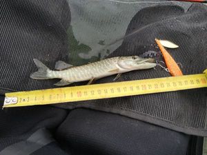Northern Pike