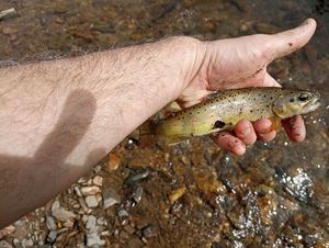 Brown Trout