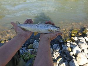 Brown Trout