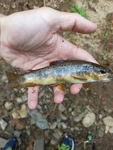 Brown Trout