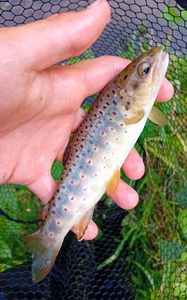 Brown Trout