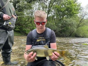 Brown Trout