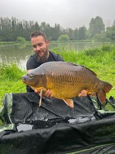 Common Carp