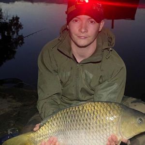 Common Carp