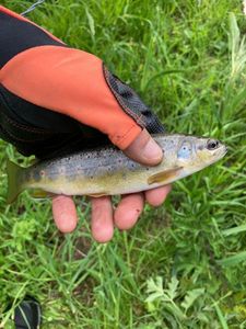 Brown Trout
