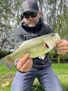 Largemouth Bass