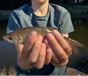 Roach