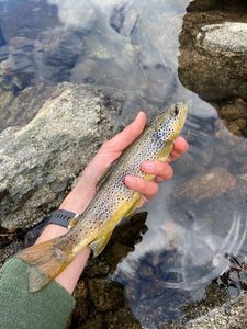 Brown Trout