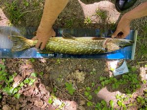 Northern Pike
